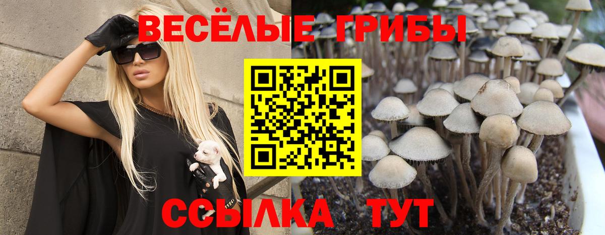 Псилоцибиновые грибы прущие грибы  купить наркоту  Великий Новгород  Псилоцибиновые грибы Psilocybe  Вход с VPN 